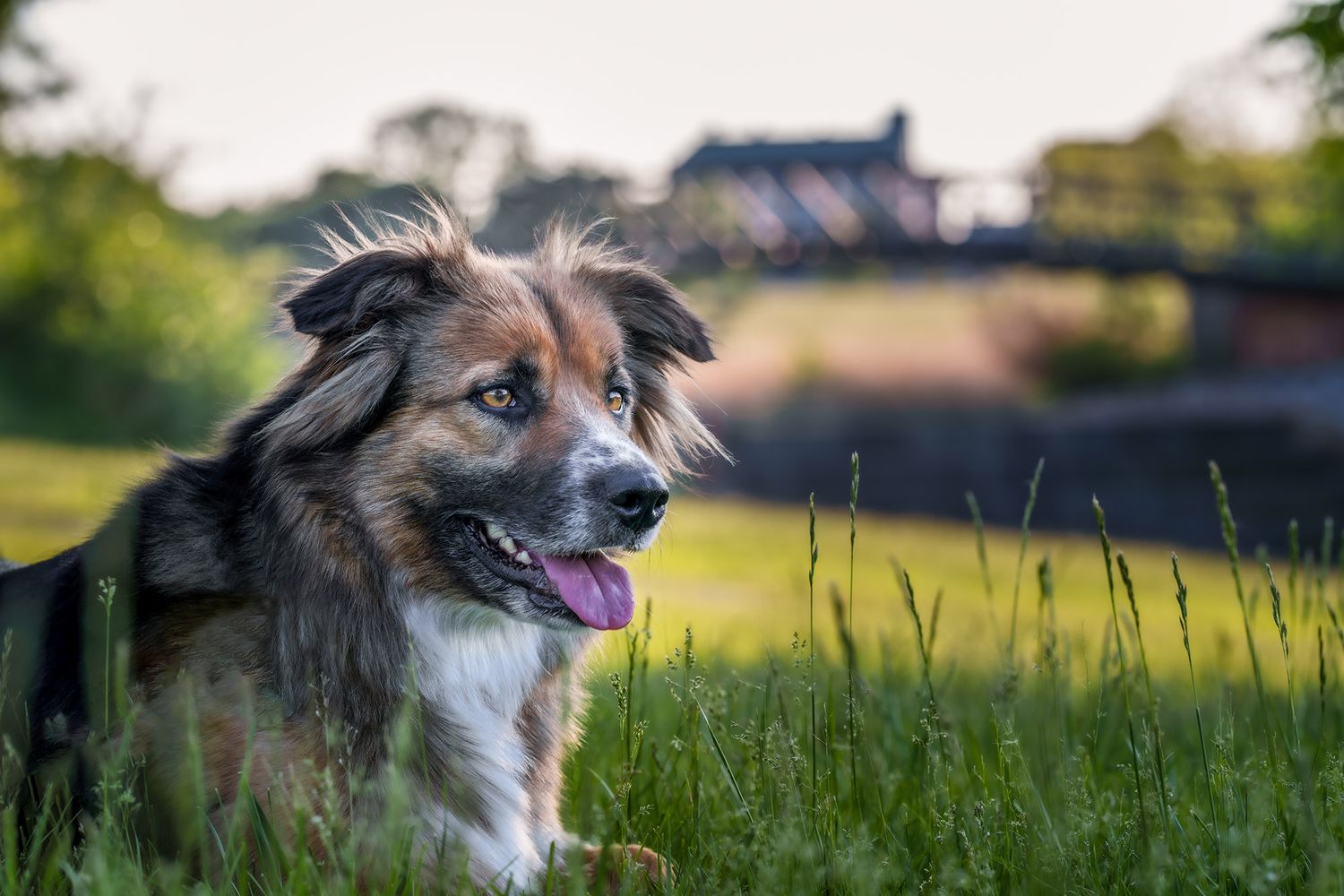 Outdoor dog portrait of a shepherd in a park photographed by Wildomar, California's professional dog photographer