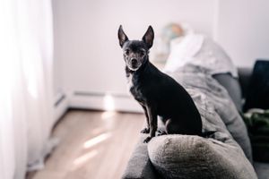 A small black Chihuahua sitting alertly on a gray couch in a bright room.