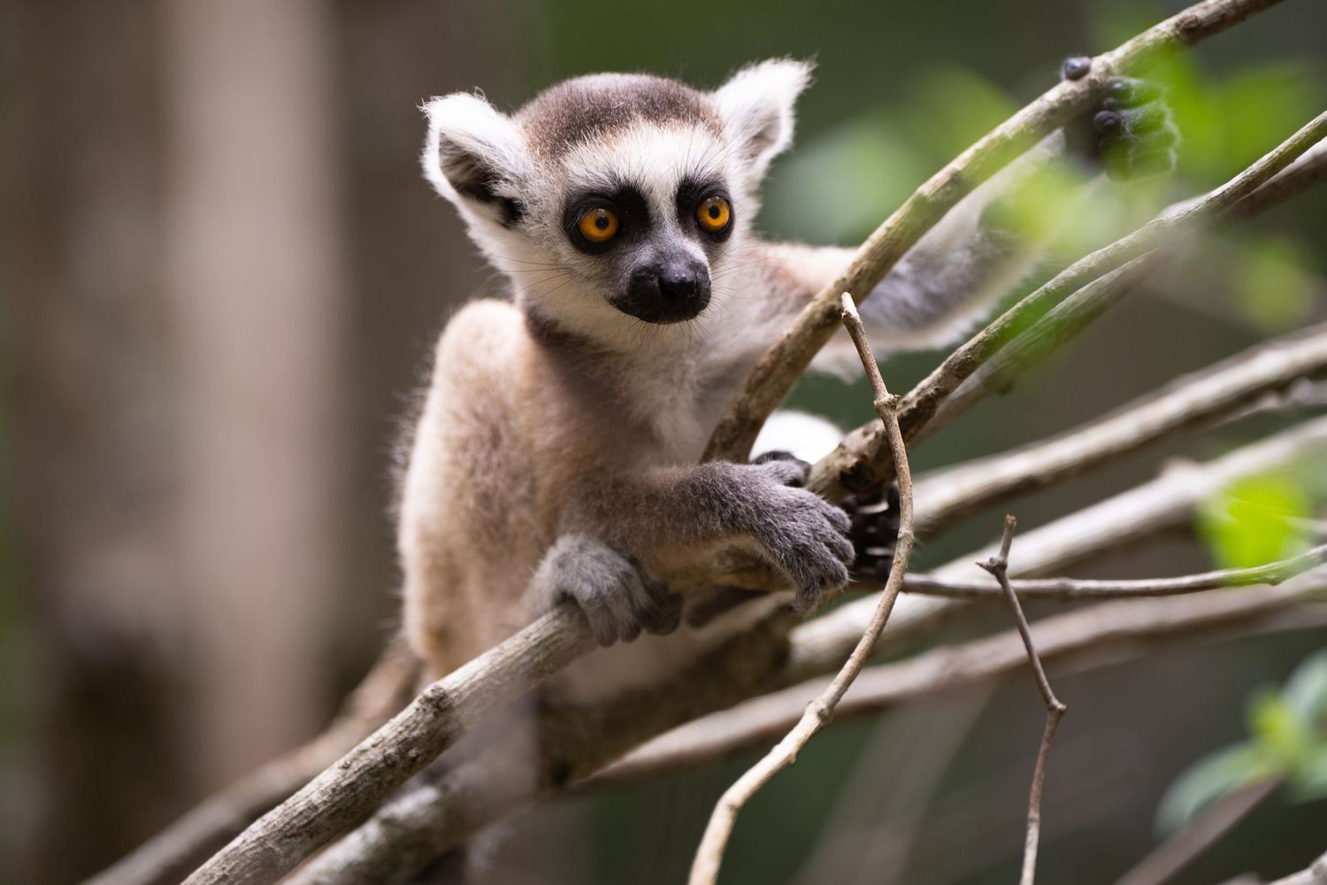 Ring-tailed lemur climbing among tree branches in natural habitat.