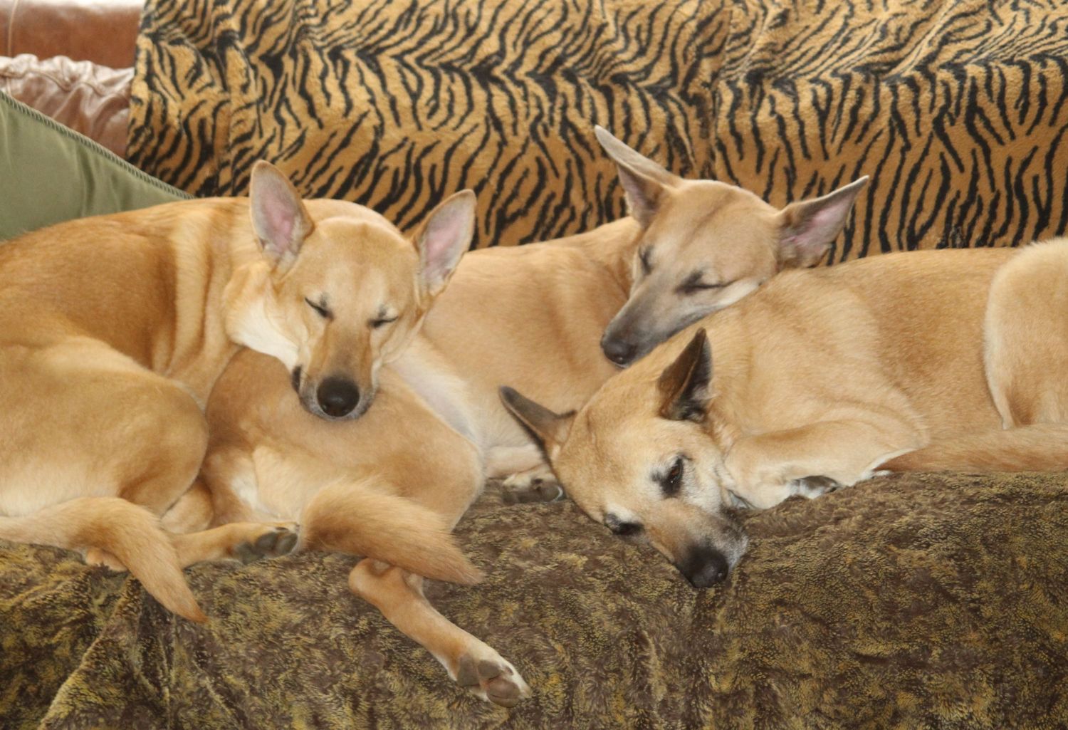 Intervale Chinooks Couch Potatoes! Fee, sister Penny cuddle with their mom JJ.