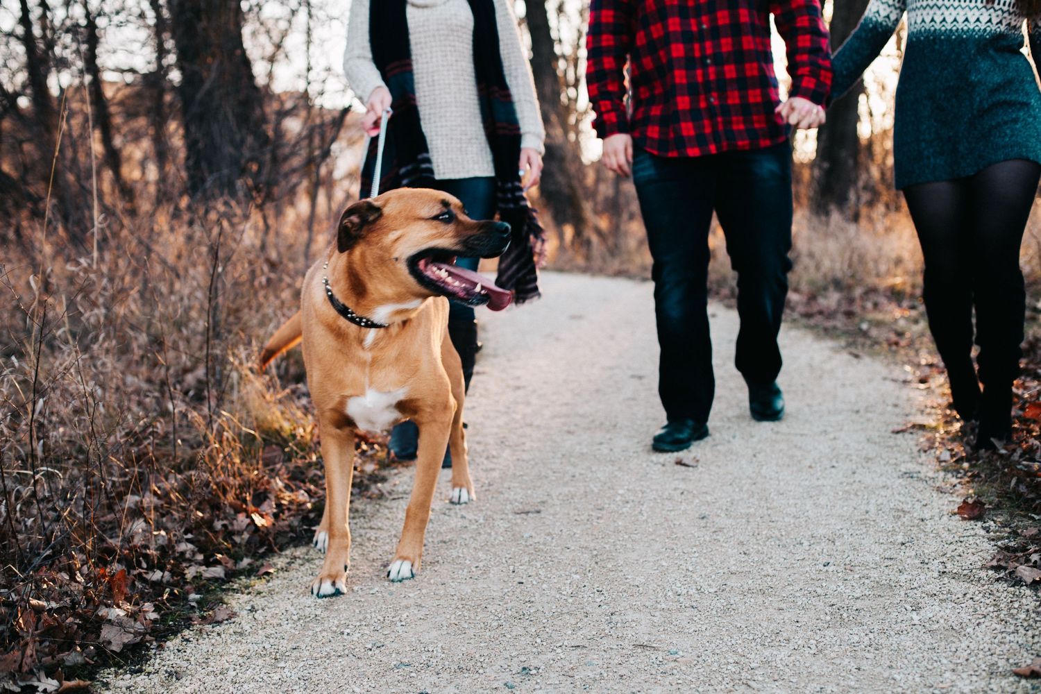 Happy couple walking their energetic brown dog on a scenic autumn woodland trail together.