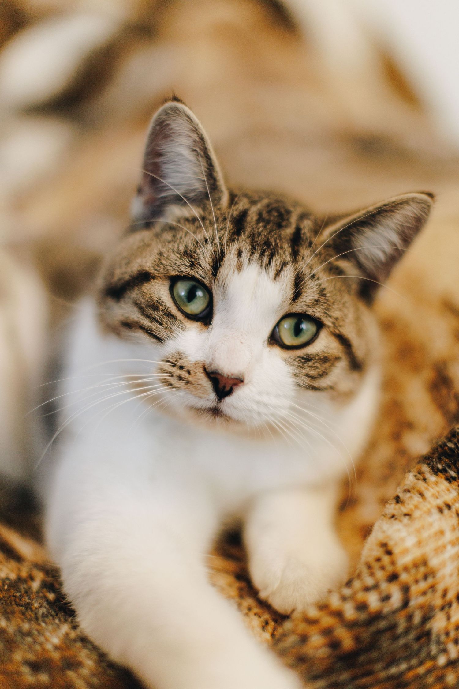 Adorable tabby cat with green eyes resting on a woven blanket looking at the camera.