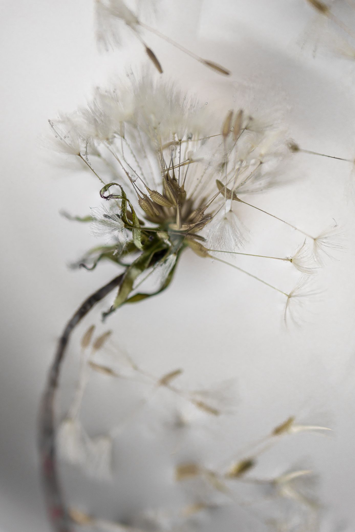Detailed photo of dandelion with seeds flying