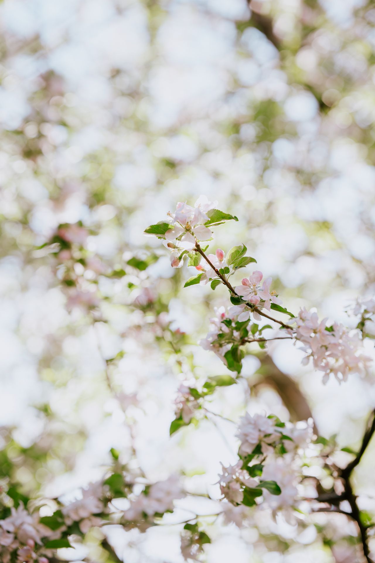 Pommier en fleur au printemps à Montréal