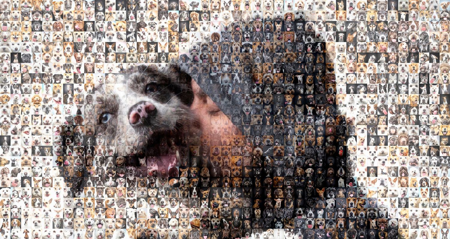 más de 1500 perros fotografiados dogtour fotógrafo de perros