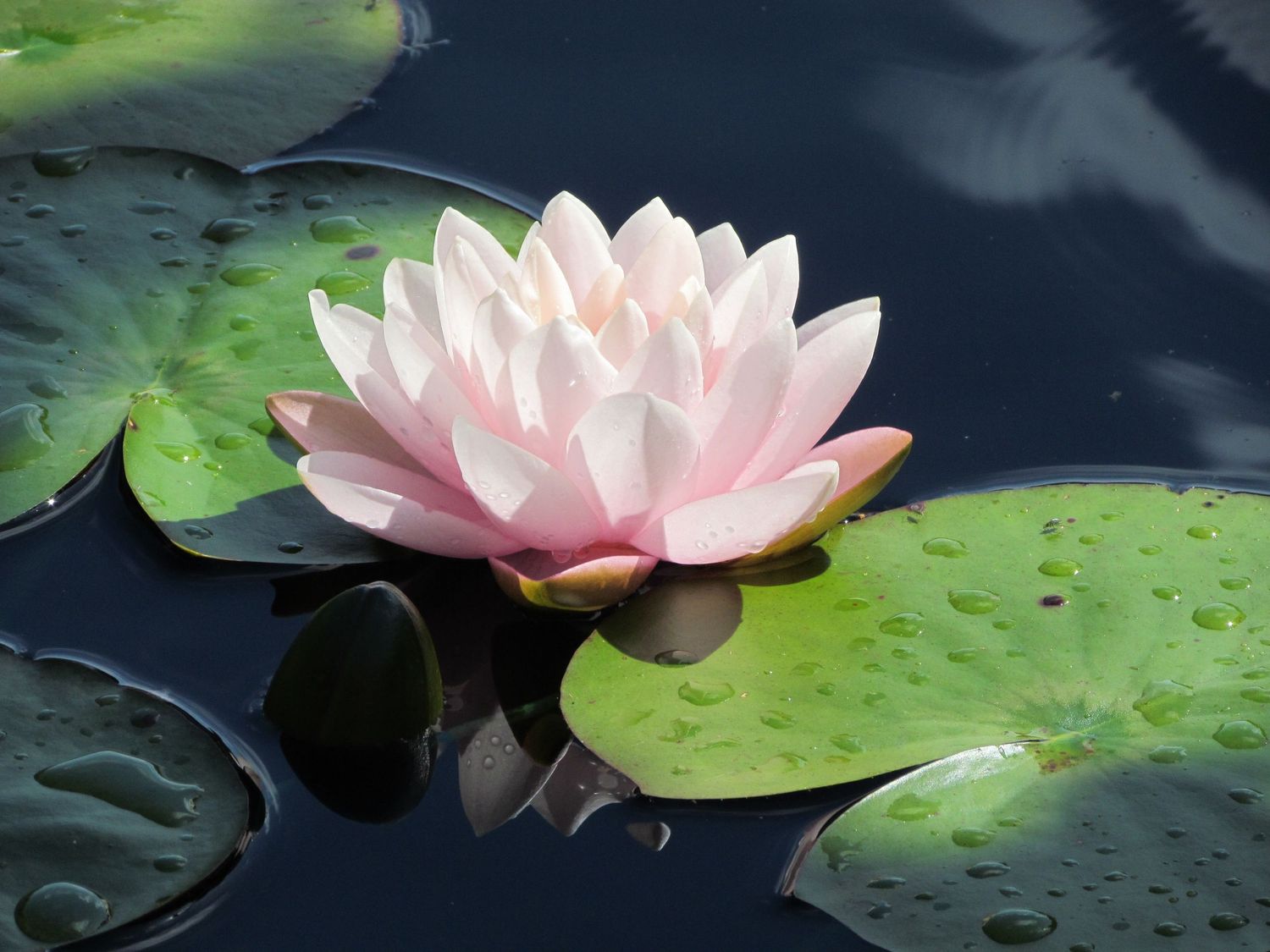 GiantLilyPad Photography