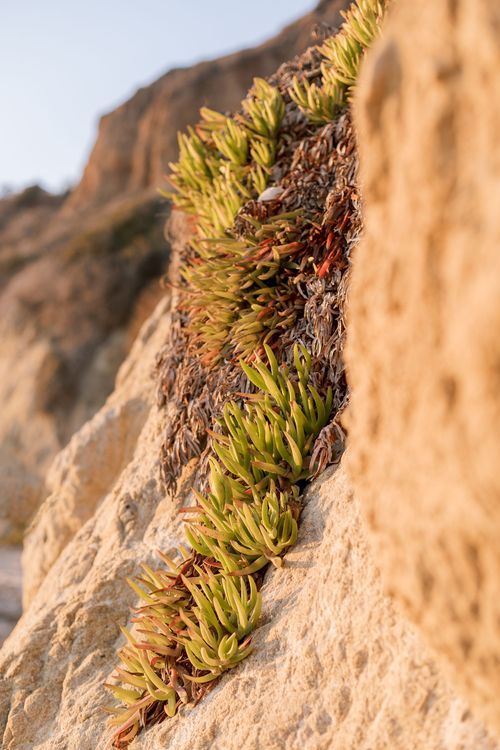 Succulent plants growing from crevices in a sun-lit coastal cliff face.