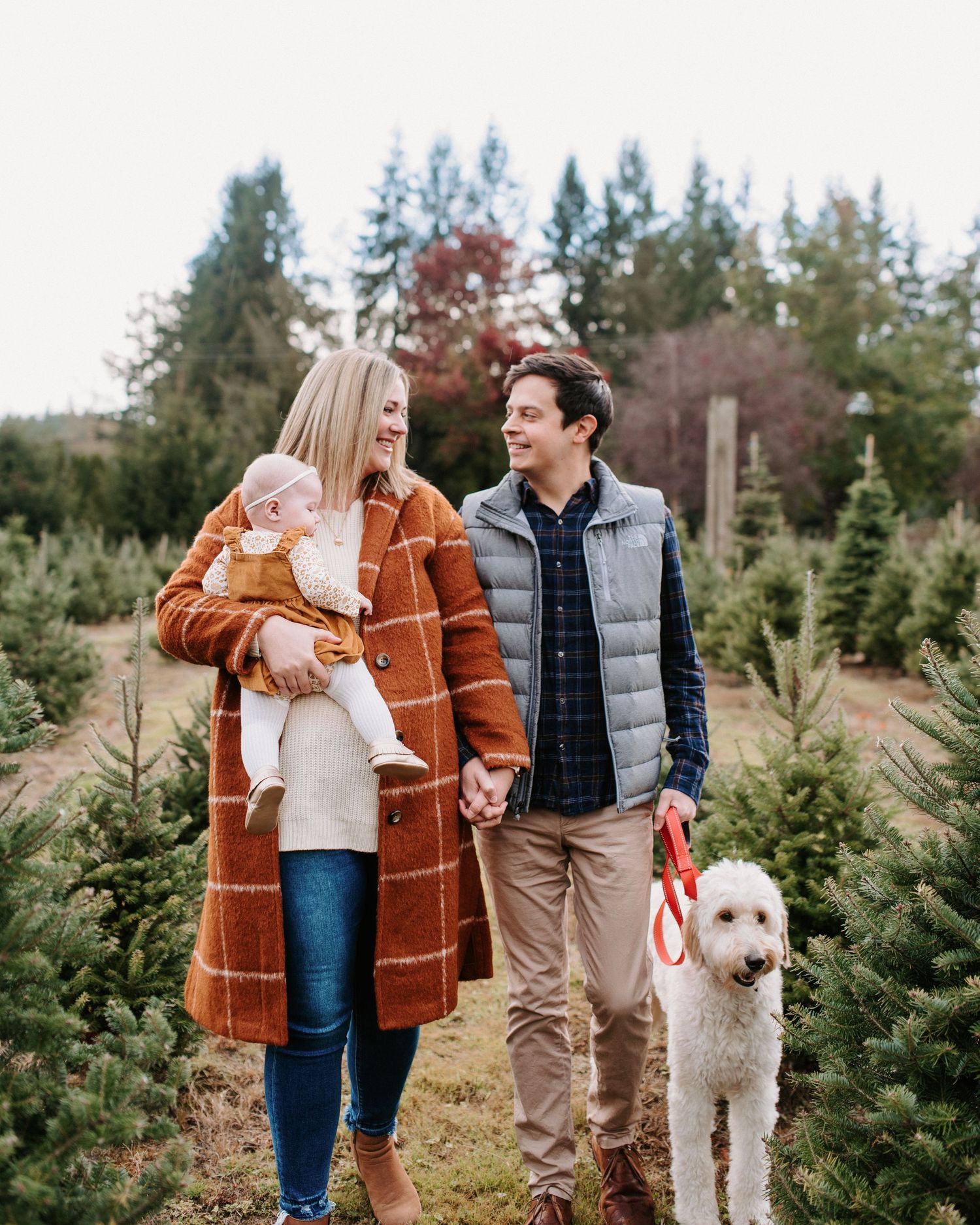 Family walks through Christmas tree farm with their white dog on an autumn day.