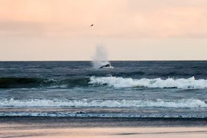Whale feeding right off the Oregon Beach!