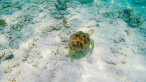 One of the sea turtles I saw with on Baby Beach in Aruba during a trip to photograph a wedding!