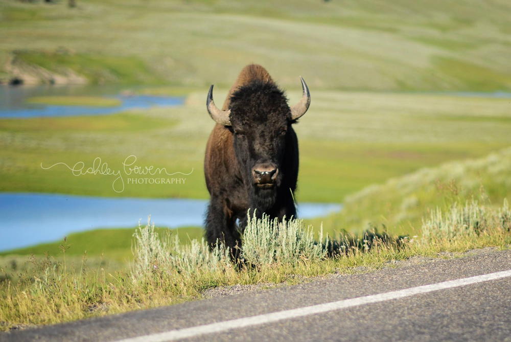 Buffalo in Custer State Park, South Dakota!