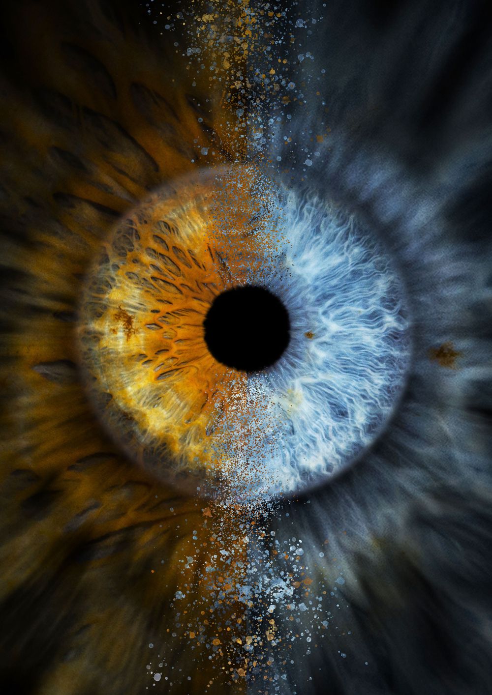 Iris Macro Photography in Split Croatia