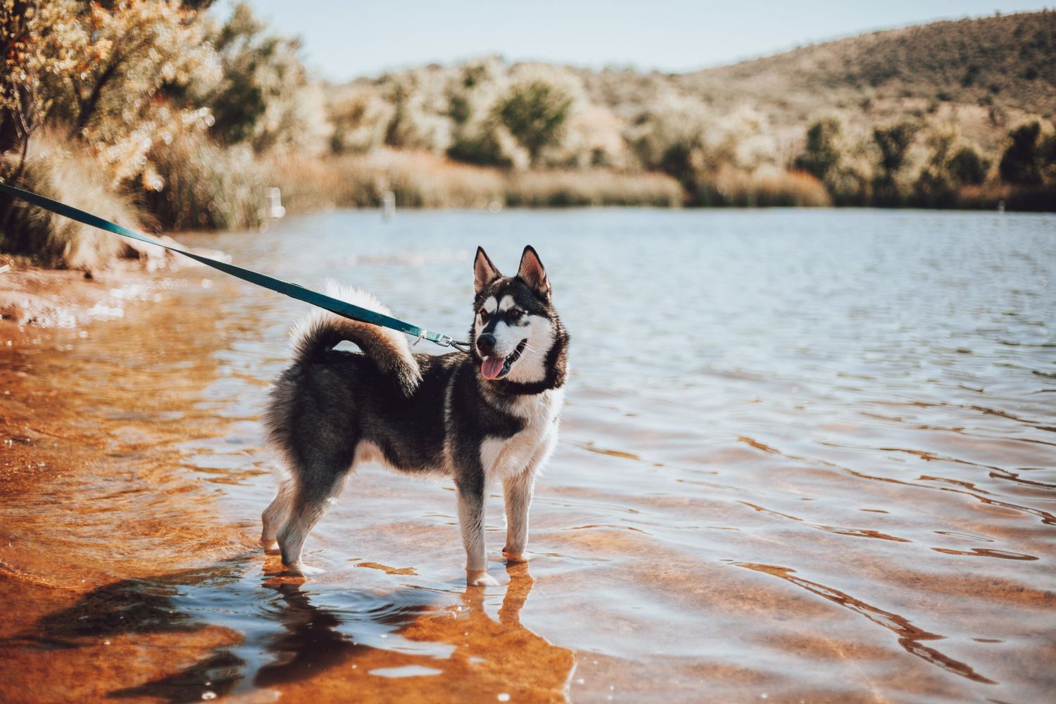 Arizona Pet Photographer