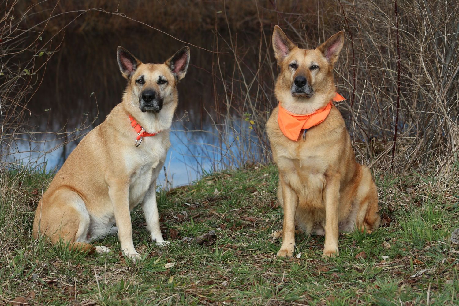 Intervale Chinooks daughter and mom, Jazz and Belle, pose while on a hike.