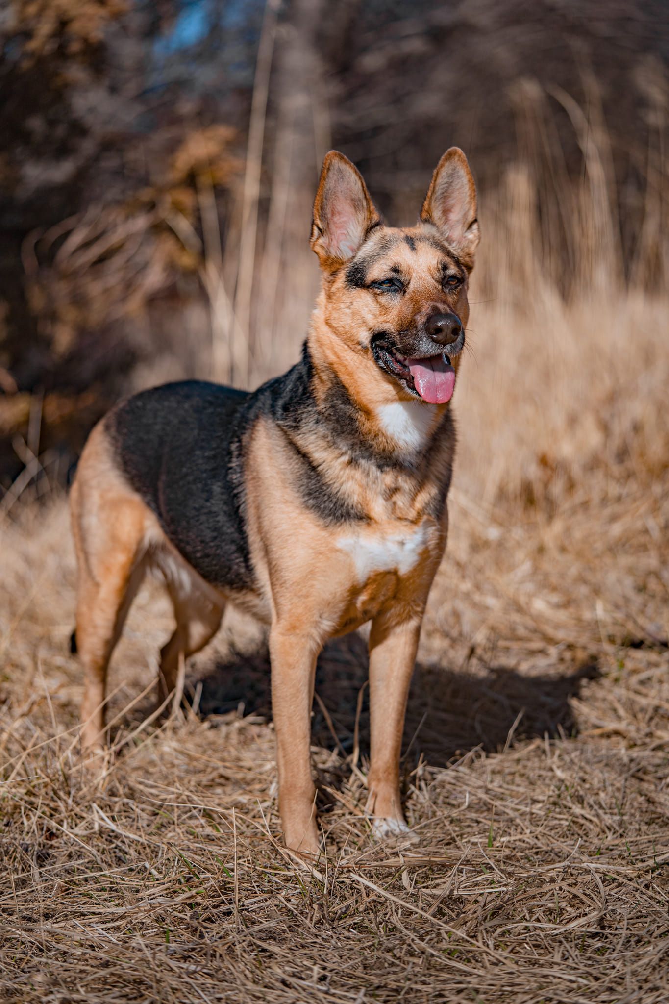 Professional portrait of a shepherd mix standing in nature in Weston, MO