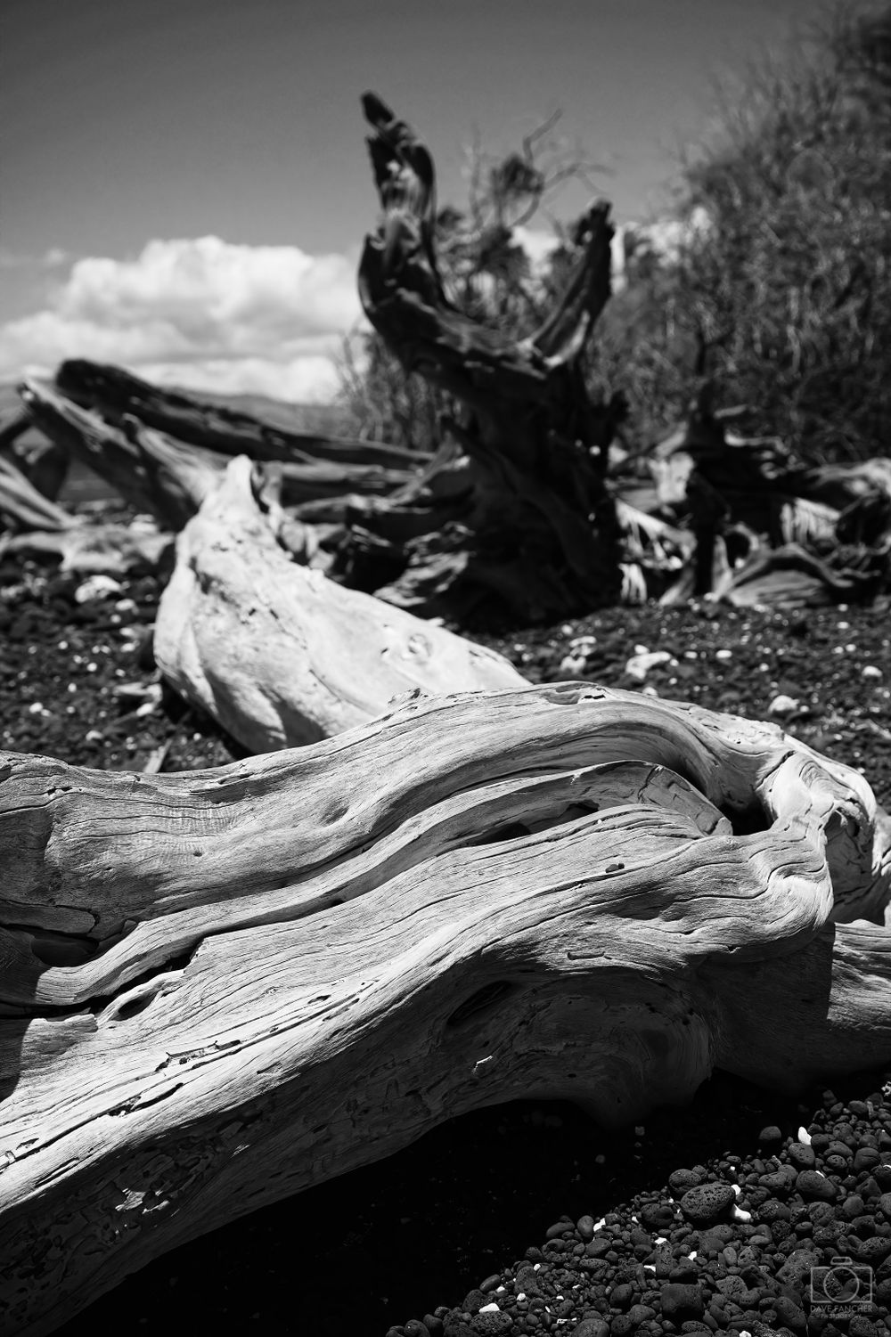 Black and white image of a fallen tree