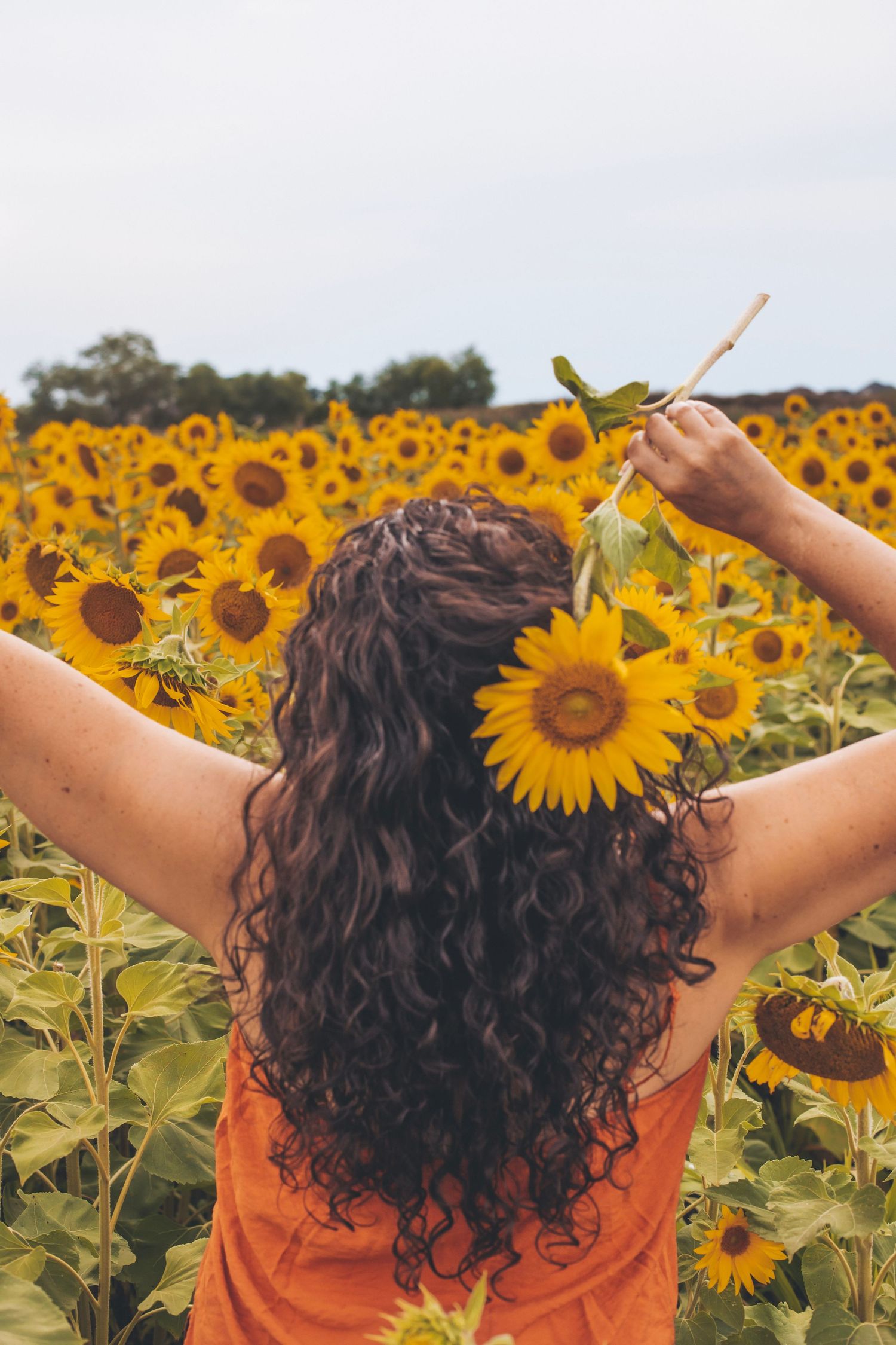 goddess, self love, sunflower, styled portrait, fine art portrait, sunflower field,