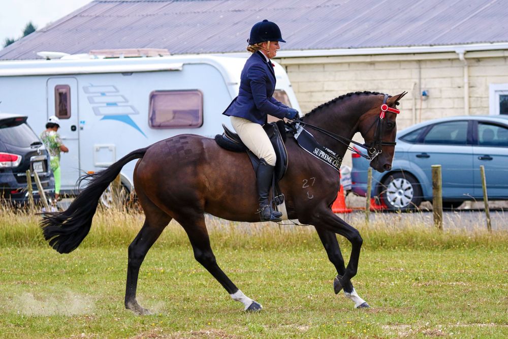 horses