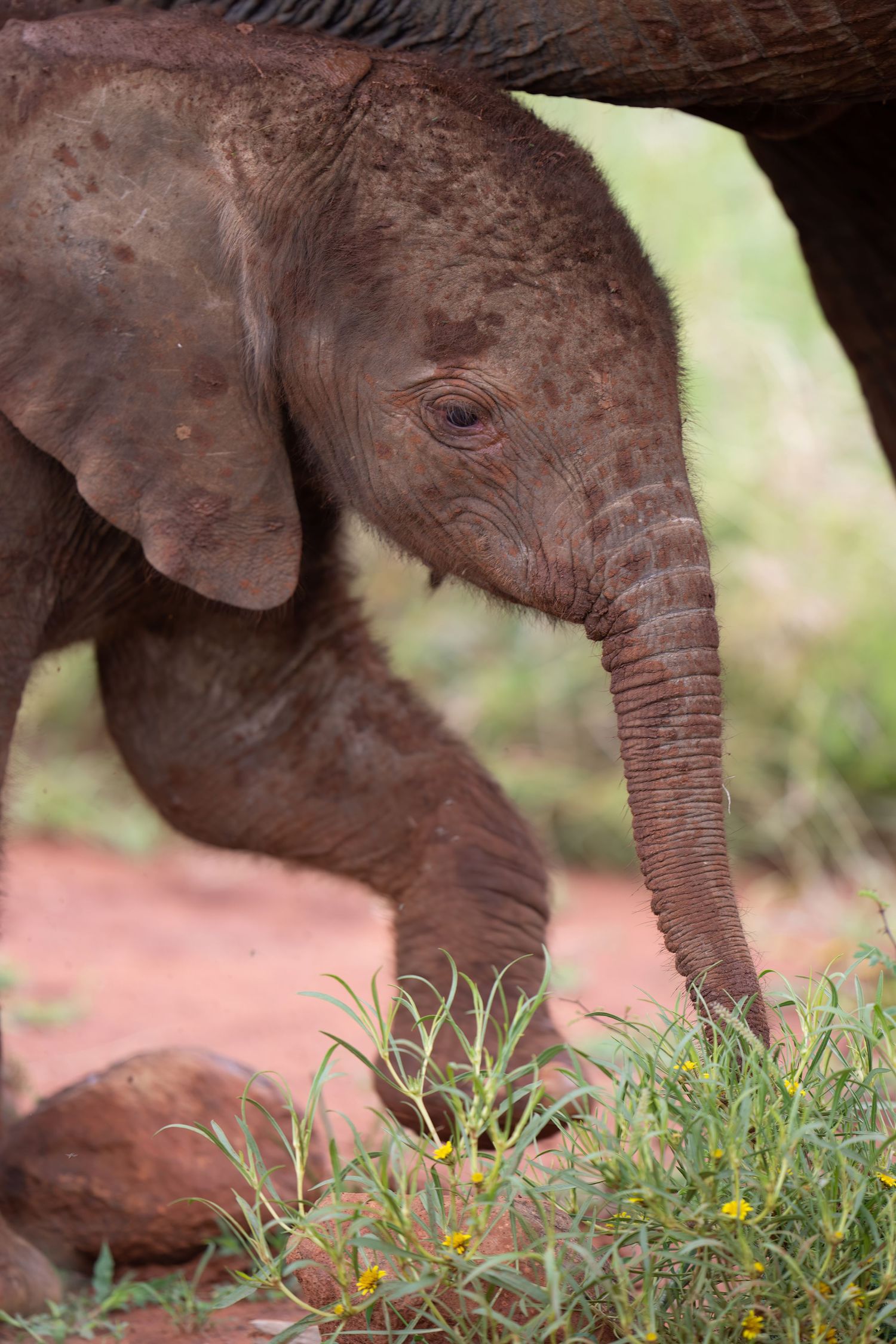 Close-up sequence of baby elephant trunks exploring grass and vegetation.