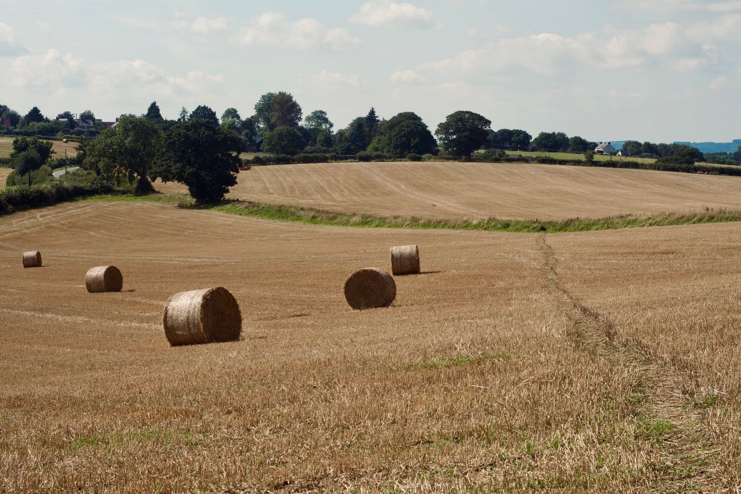 Golden hay bales scattered across a harvested field under summer sky.