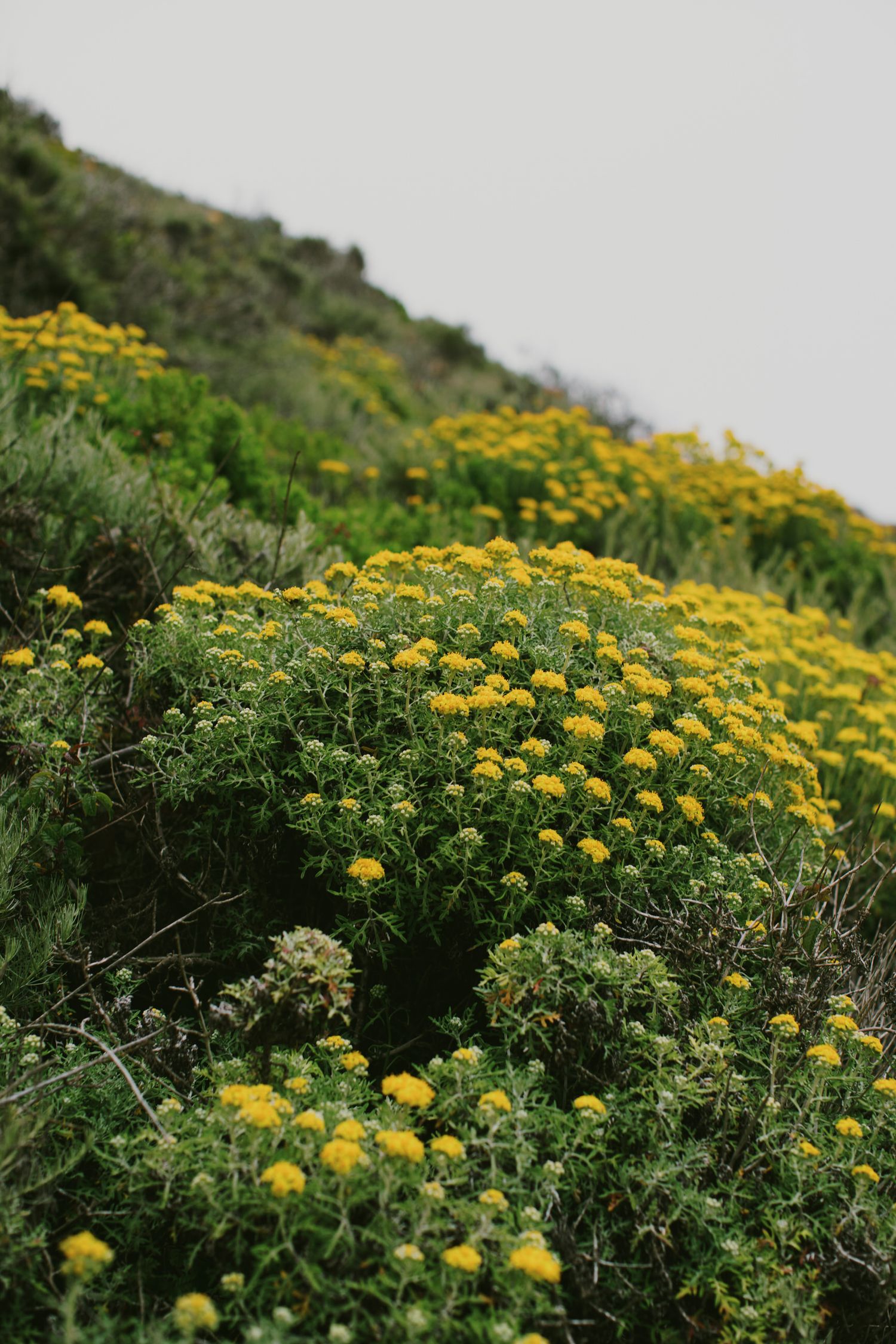 Hillside covered in vibrant yellow wildflowers along the California coast.