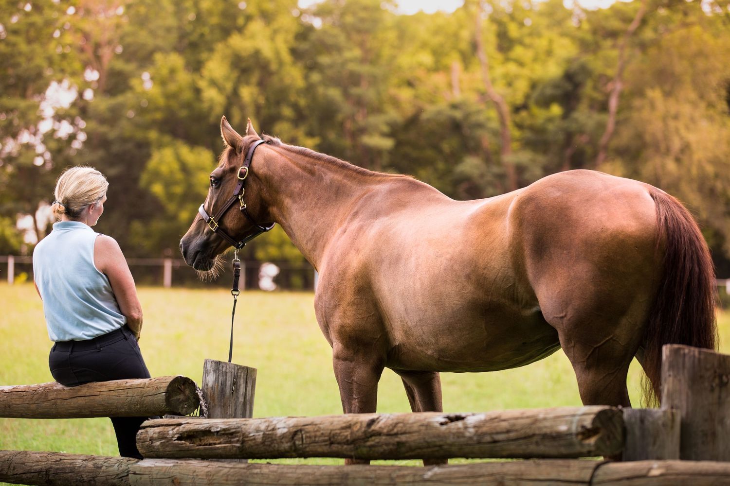Person sits on wooden fence while bonding with a brown horse in a sunlit pasture.