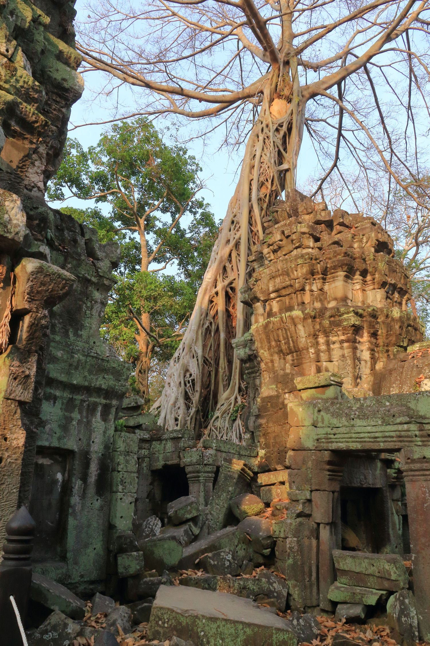 Tree roots intertwine with crumbling temple architecture at Ta Prohm temple complex.