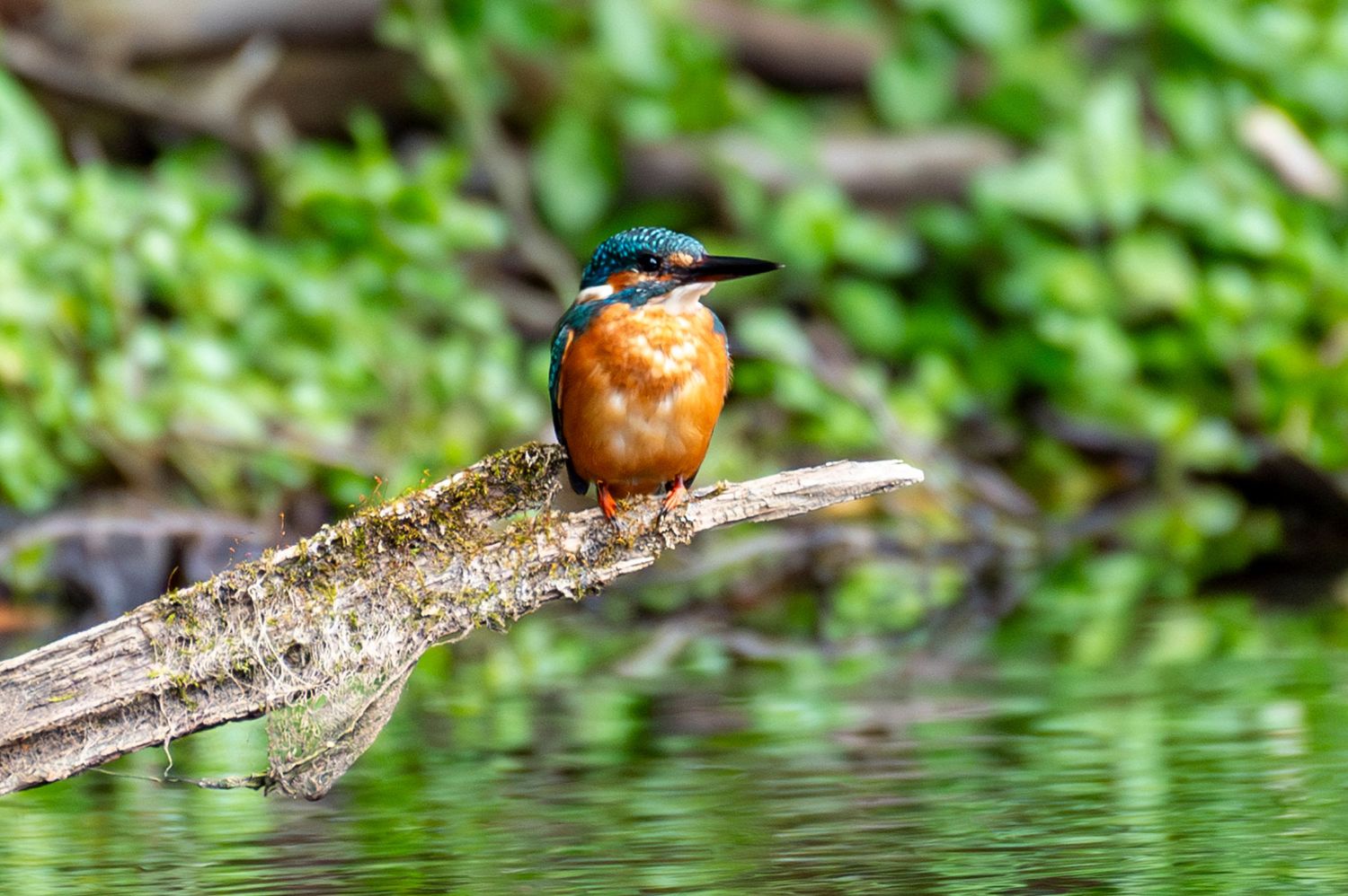 Isfugl - Alcedo atthis - King fisher