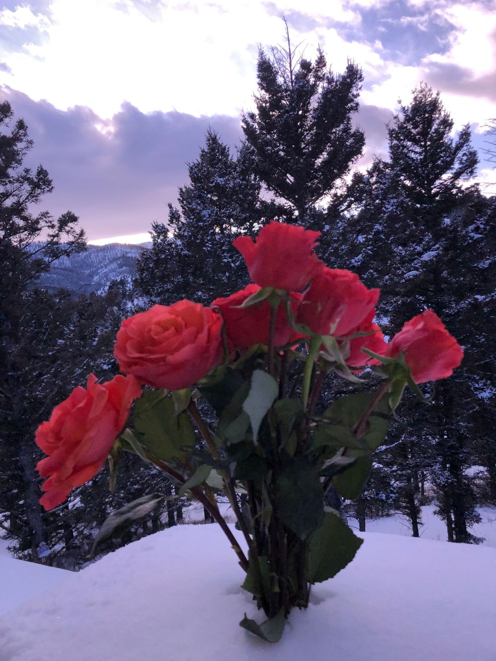 Red roses arranged in snow with purple sunset sky and mountain scenery in background.