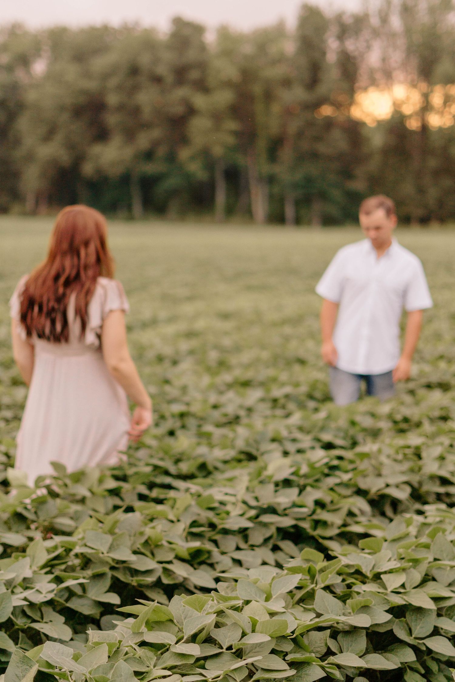 Close-up of soybean plants with blurred figures in the background during sunset.