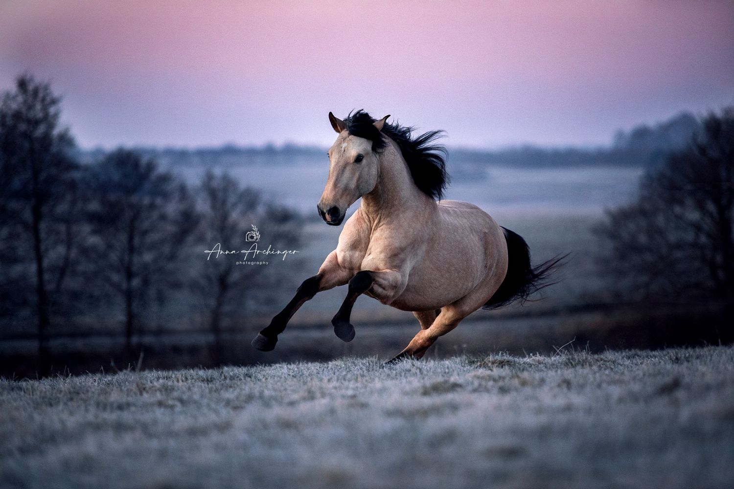 White horse galloping gracefully across a frosty field during a pink and purple sunset.
