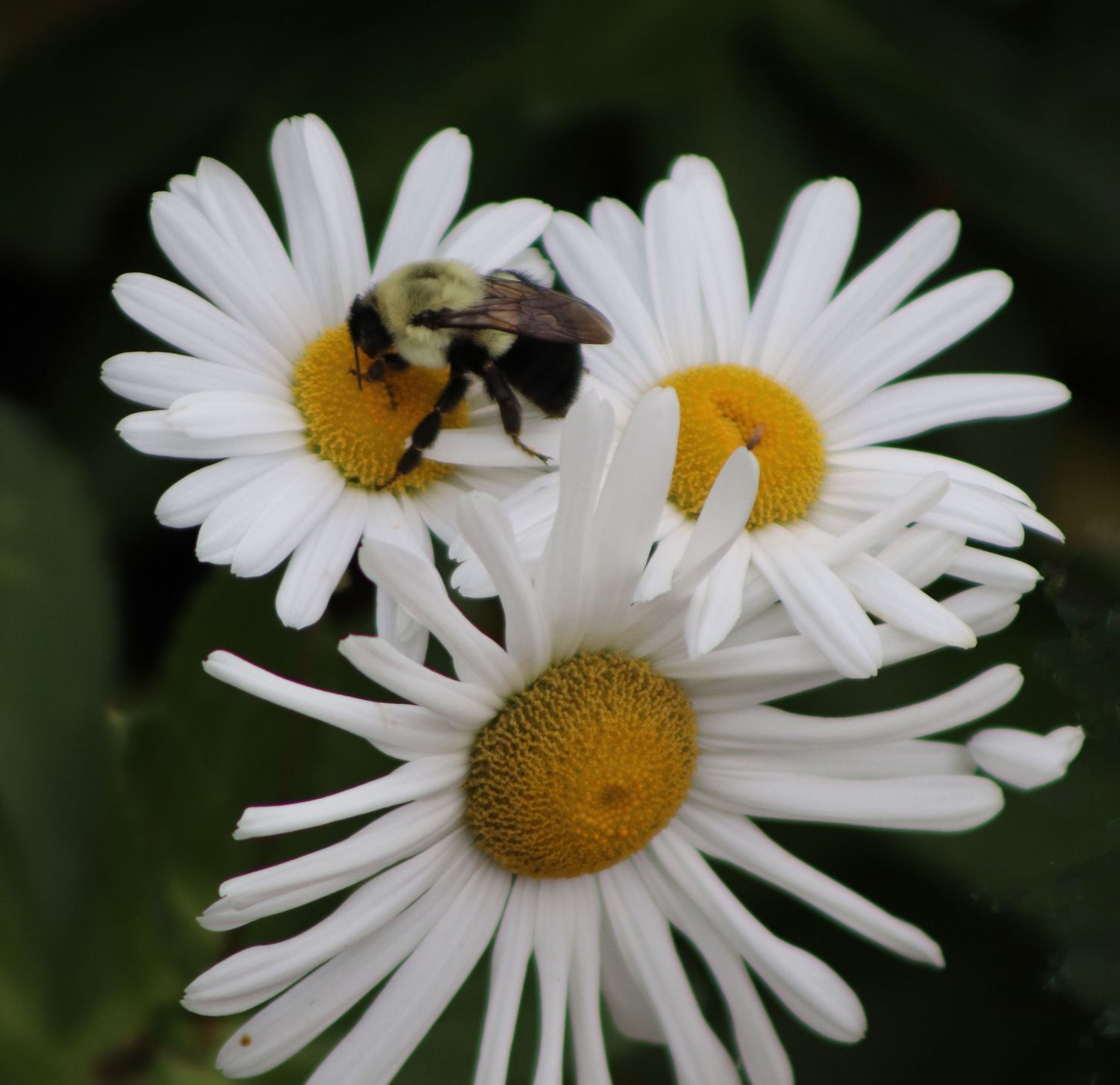 A fuzzy bumblebee perches on white daisy flowers with yellow centers against a dark green background.