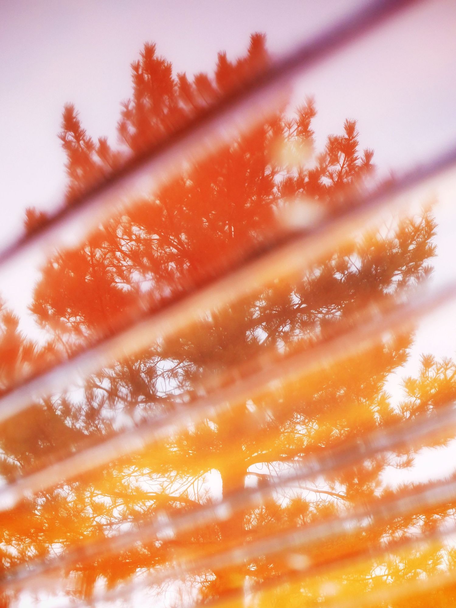 A surreal picture of a pine tree