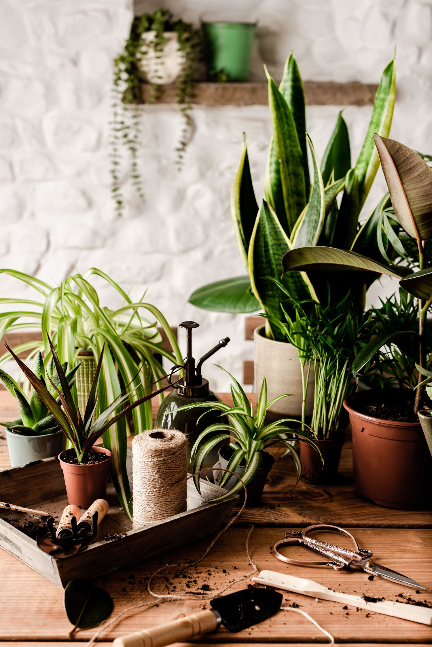 farmhouse workshop with plants and gardening tools, stock photos for home blogs
