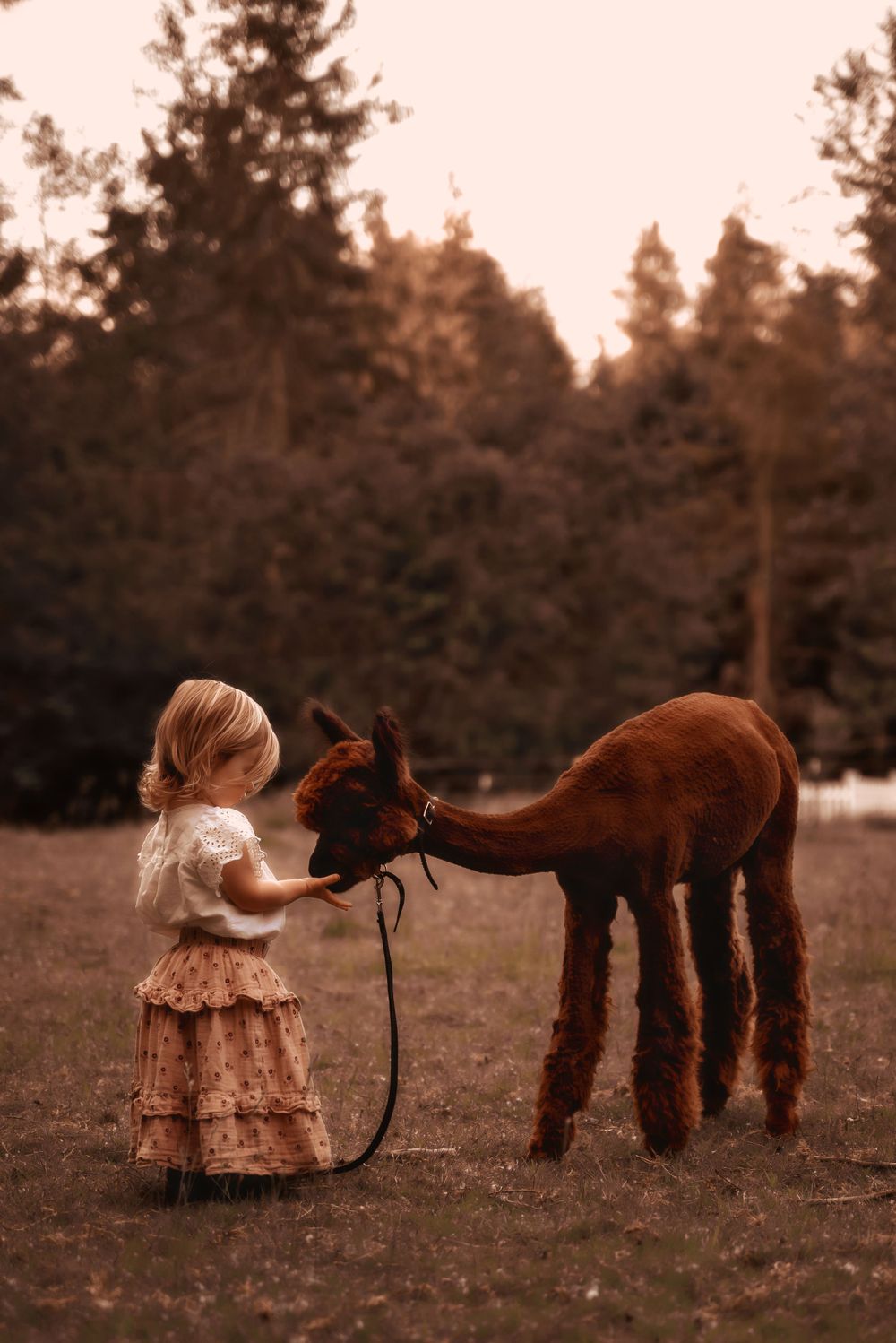A child in vintage dress feeds a friendly brown llama in a rustic outdoor setting.