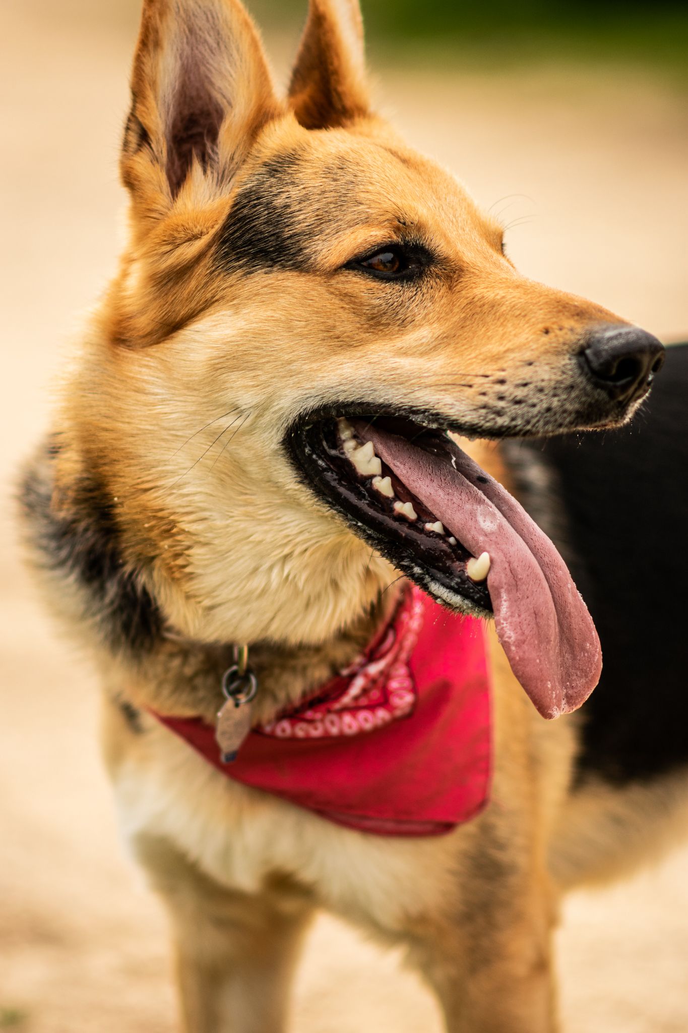 German Shepherd mix wearing red bandana looks to side with happy expression.