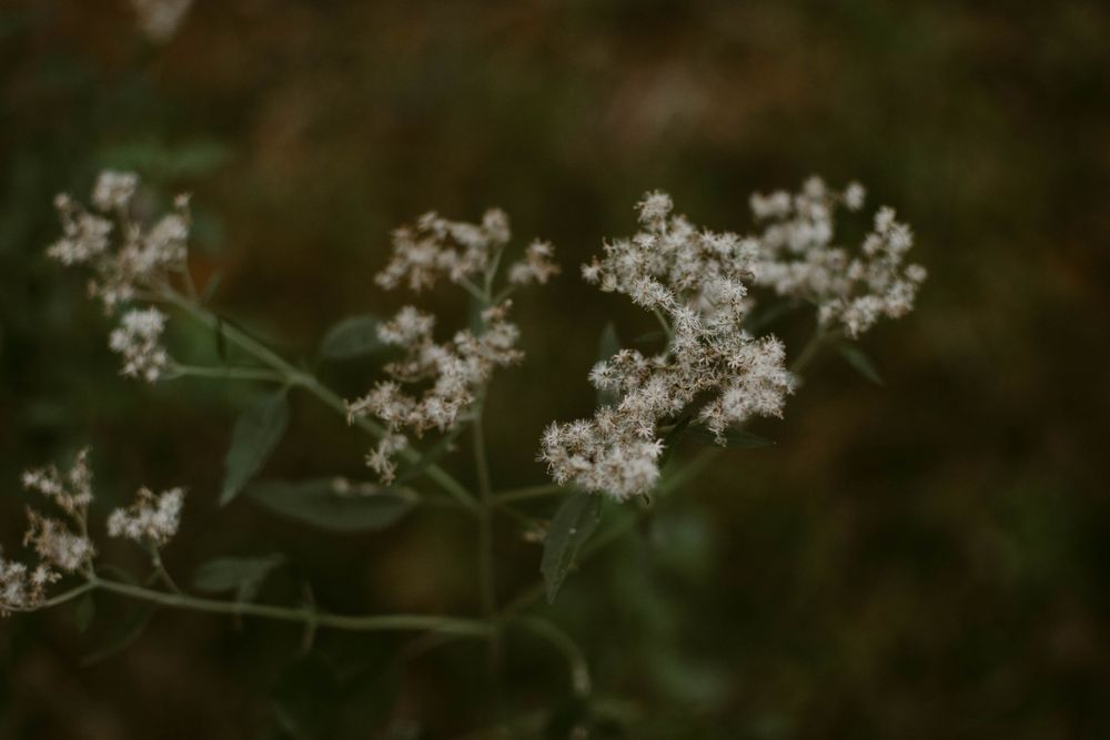 Delicate white wildflowers blooming against a dark, blurred natural background.