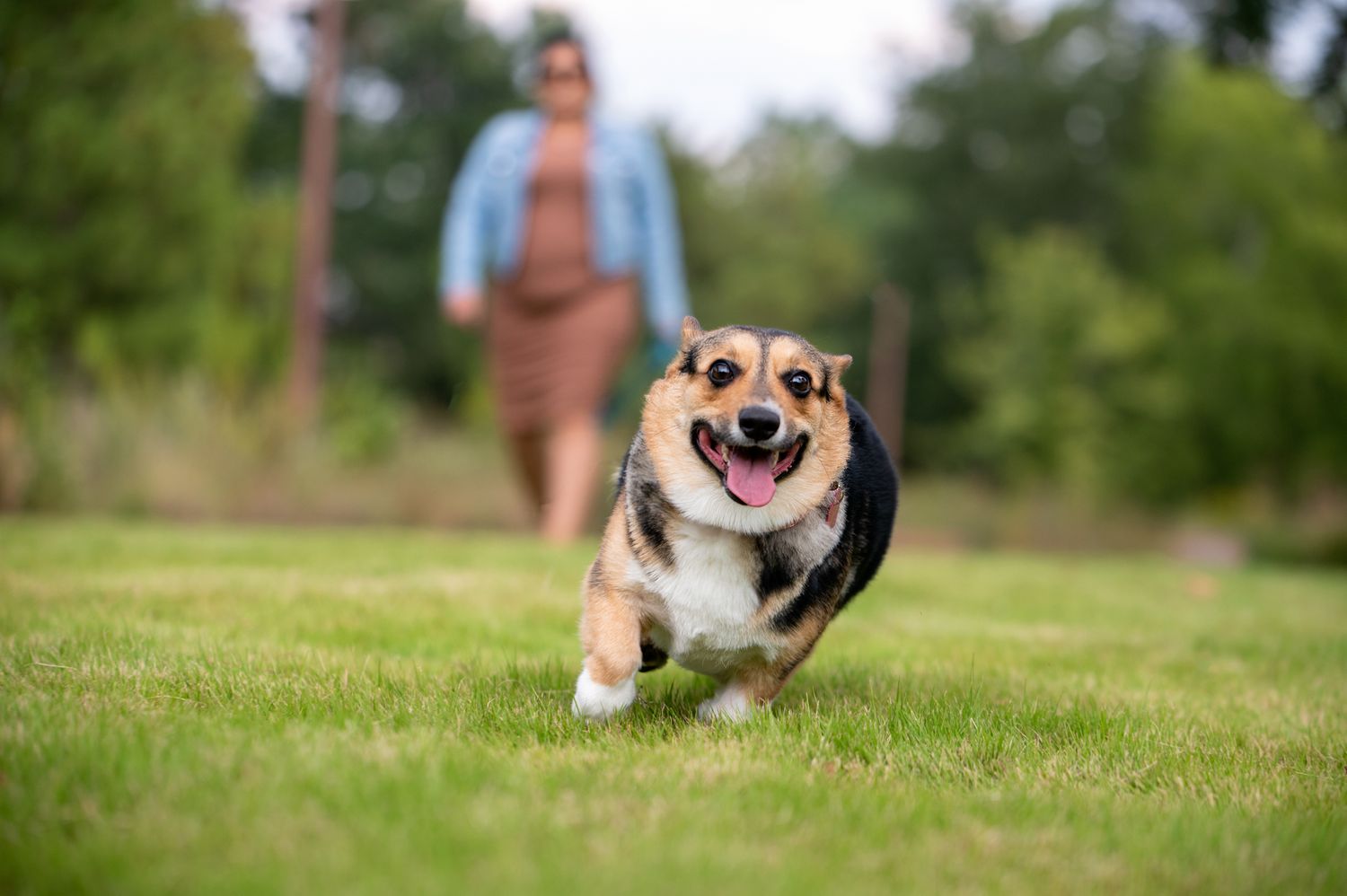 corgi running at camera