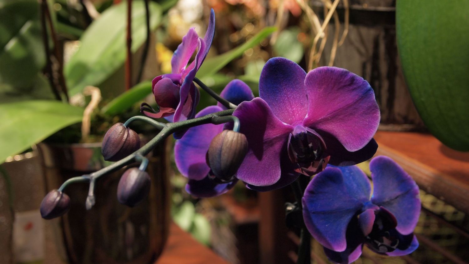 Deep purple Phalaenopsis orchid blooms on a dark stem indoors.