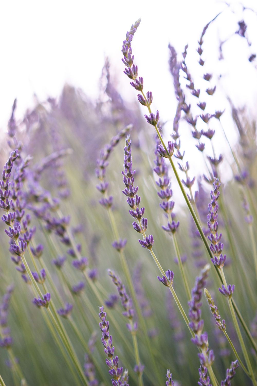 Field of lavender flowers with soft focus creating dreamy purple backdrop.