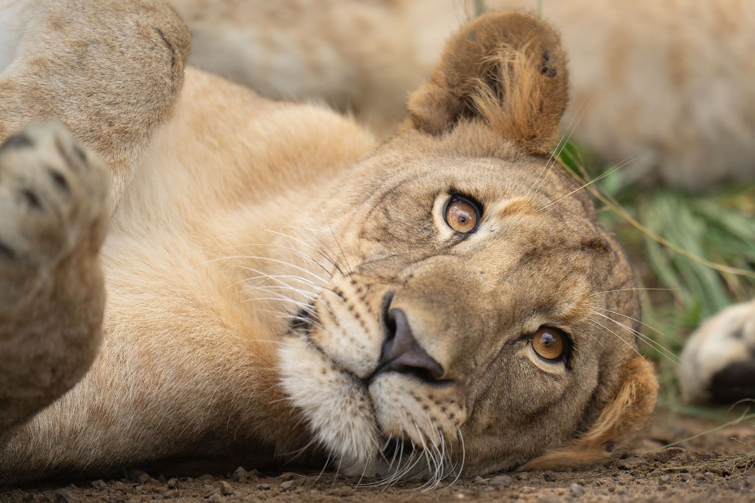 Lioness resting on ground with sleepy expression in natural habitat.