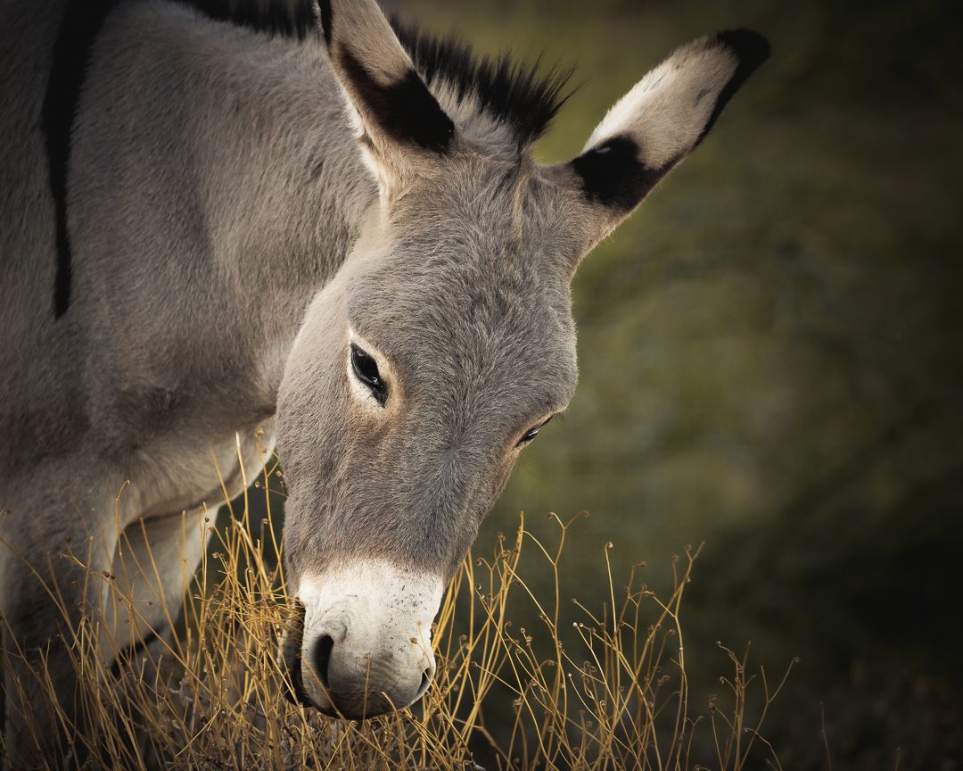A curious wild donkey in the Sonoran Desert near Lake Pleasant and Phoenix, Arizona