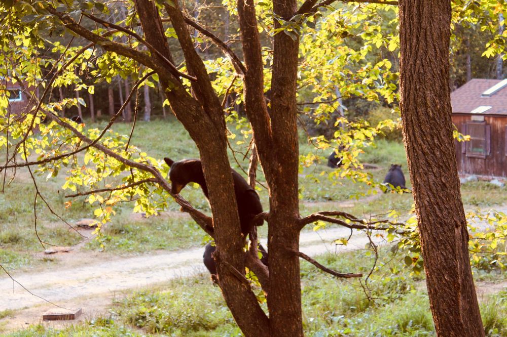 Black Bear Cub in Tree Joe Kuttler photography