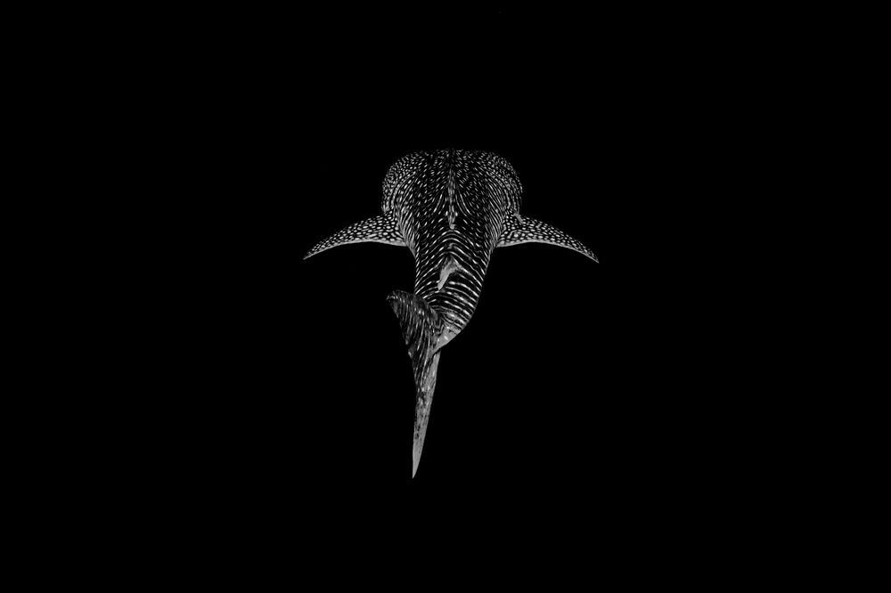 A underwater photograph of a whale shark silhouette diving downward against a dark background, creating a dramatic contrast effect