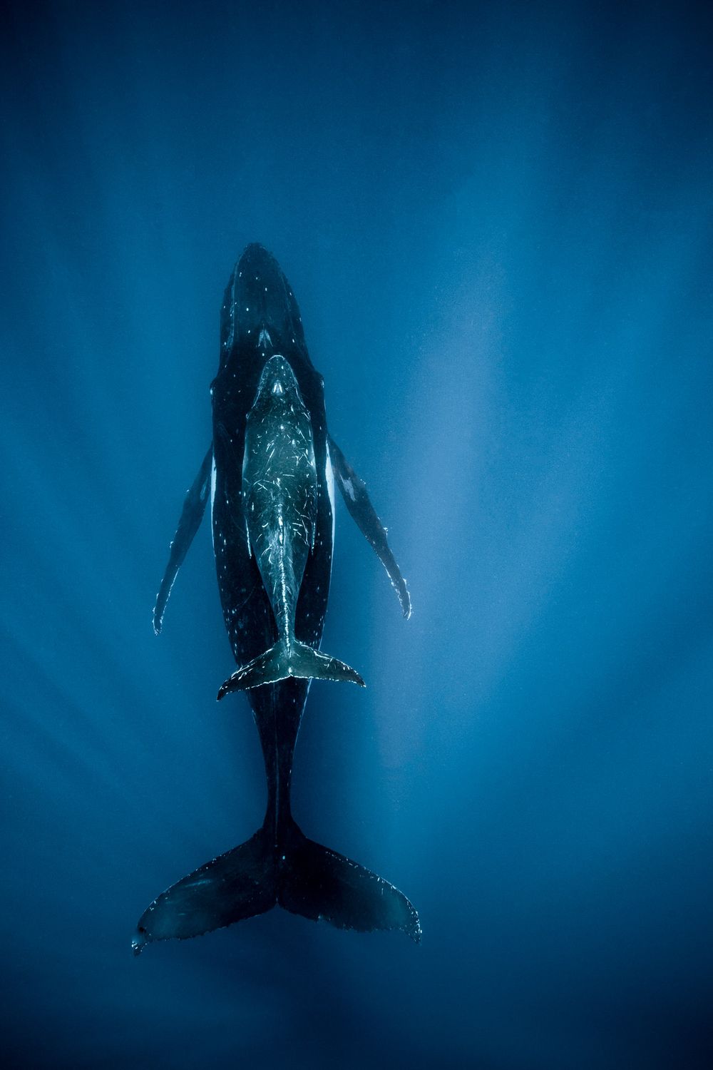 Underwater photography view of a majestic humpback whale and calf silhouette swimming in deep blue ocean waters.