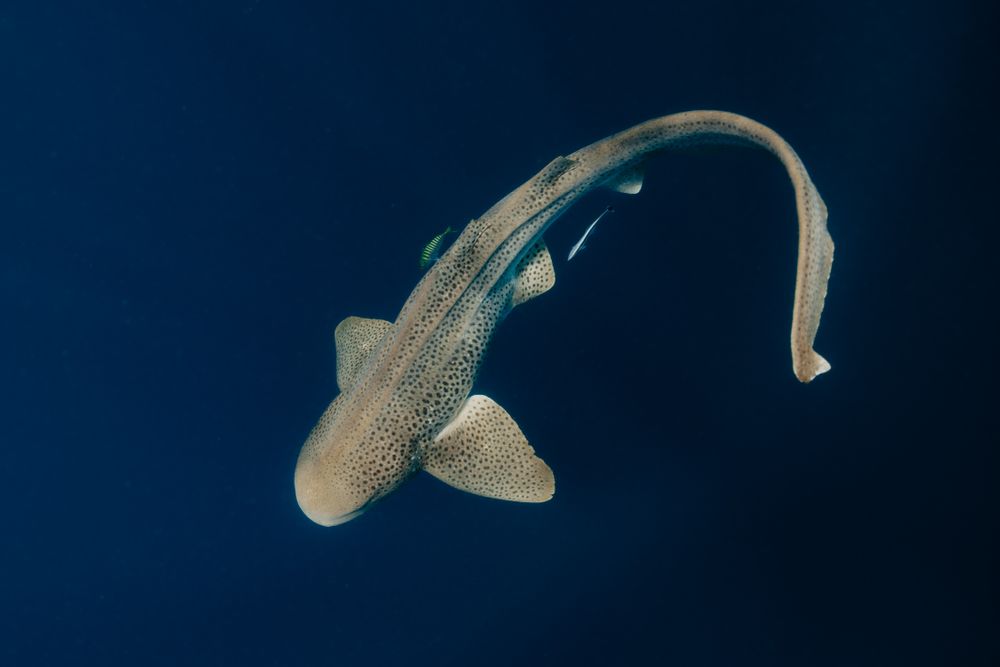 Underwater photographer captures photograph of a leopard shark swimming deep blue water in Ningaloo Reef underwater marine environment.