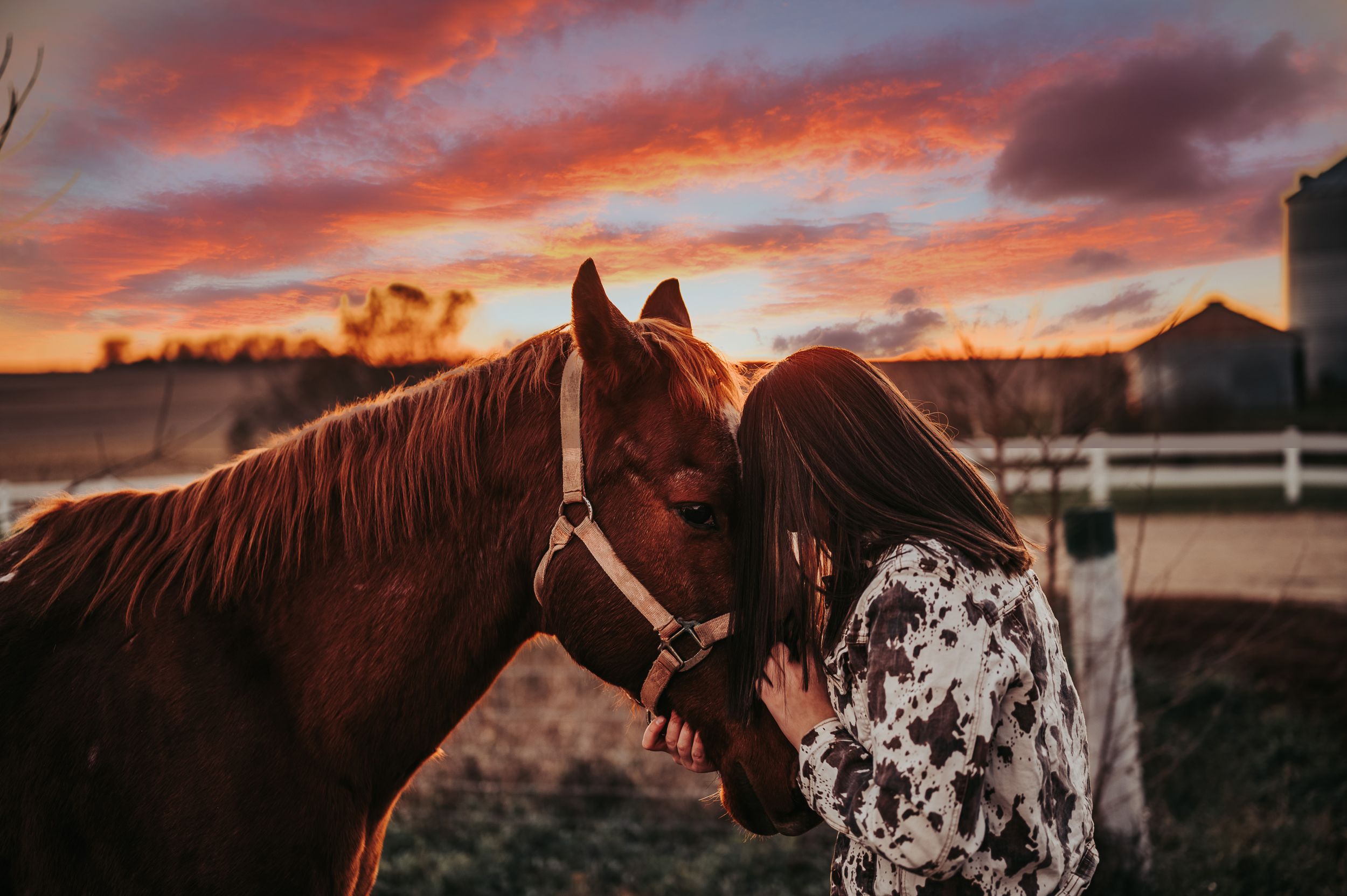 Two horses nuzzle together against a dramatic sunset sky with pink and orange clouds.