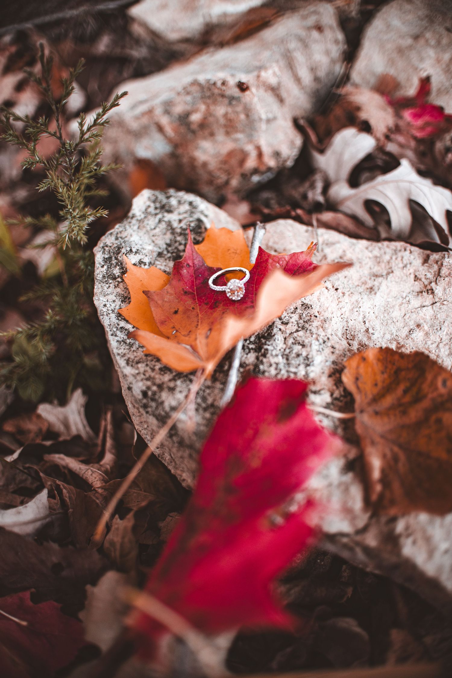 Wedding rings rest on colorful fall leaves against a textured stone background.