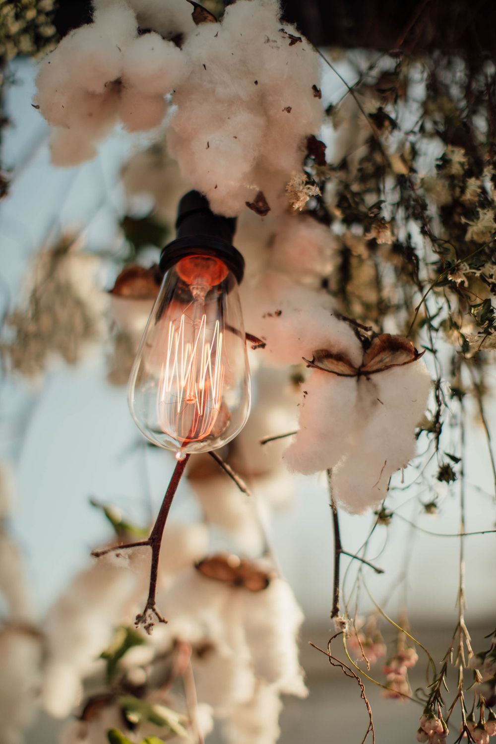 Vintage light bulb hanging among cotton branches in soft focus.