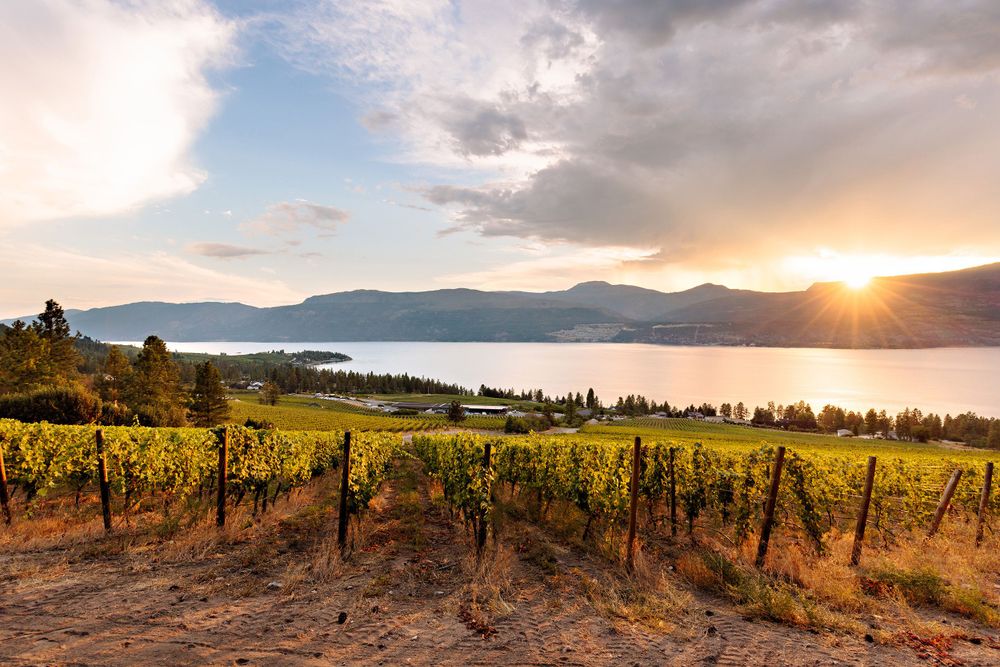 50th parallel estate winery vineyard view